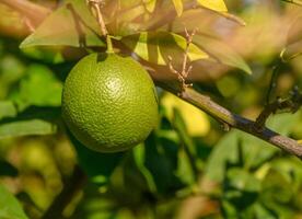 Fresh lime hanging on a vibrant tree branch in a sunny orchard during late summer photo