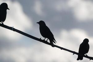 Birds perched on a slender branch against a cloudy sky during twilight hours photo