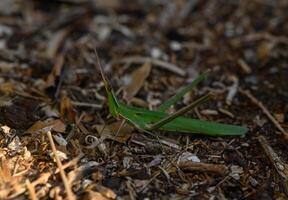 Green grasshopper perched on brown earth amidst fallen leaves and twigs during a sunny afternoon in nature photo