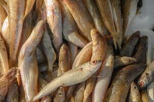 Fresh fish display at a bustling market showcasing various catch in vibrant colors and textures photo