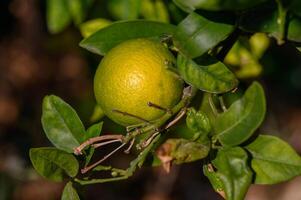 Fresh lime hanging on a vibrant green tree in a sunlit citrus grove photo