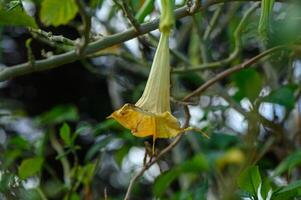 Delicate yellow flower hanging from a leafy branch in a serene forest setting photo