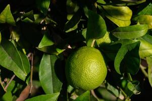 Lush green lime hanging among vibrant, sunlit leaves in an enchanting garden setting photo