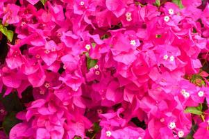 Vibrant bougainvillea blooms create a stunning display of color in the sunlit garden photo