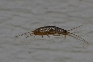 Silverfish scuttling across a kitchen surface in warm light during an evening photo