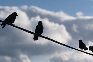 Silhouettes of birds perched on a wire against a dramatic cloudy sky at dusk photo
