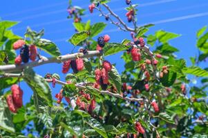 Mulberry trees displaying vibrant fruits under bright blue sky in a tranquil summer setting photo