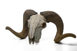 Intricate ram skull with majestic horns sits against a pure white background photo