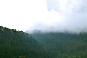 The pine forest on the hill in the Guci is filled with fog photo