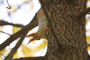 Beautiful cute red squirrel sitting on the tree in autumn park photo