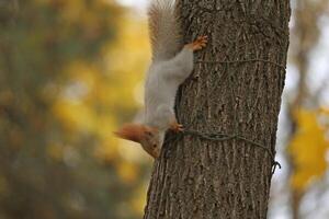 Beautiful cute red squirrel sitting on the tree in autumn park photo