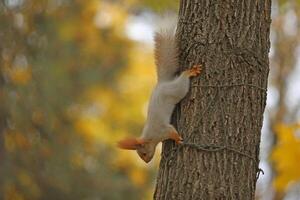 Beautiful cute red squirrel sitting on the tree in autumn park photo