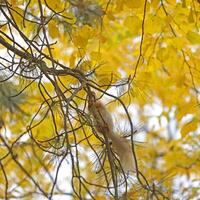 Beautiful cute red squirrel sitting on the tree in autumn park photo