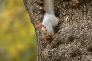 Beautiful cute red squirrel sitting on the tree in autumn park photo