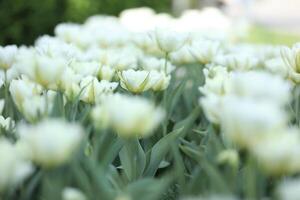 Spring field with pattern of beautiful tenderness white tulips photo