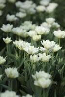 Spring field with pattern of beautiful tenderness white tulips photo