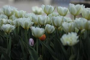 Spring field with pattern of beautiful tenderness white tulips photo