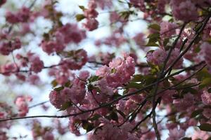 Spring blossom. Pink sakura in bloom photo