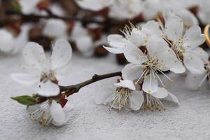Apricot tree spring beautiful blossom. Flower close up photo