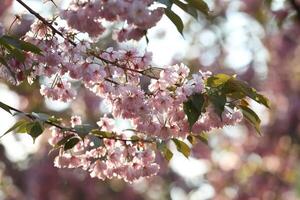 Spring blossom. Pink sakura in bloom photo