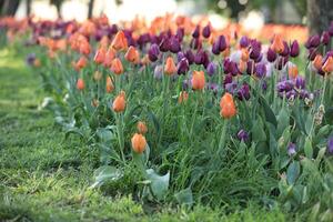 Spring field with pattern of beautiful tenderness color tulips photo
