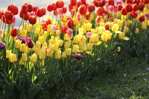 Spring field with pattern of beautiful tenderness color tulips photo