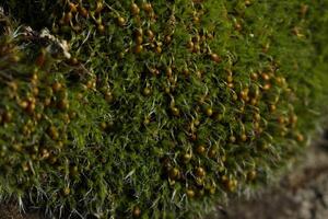 Stone with moss in spring time. Macrophotography of moss. Close up photo