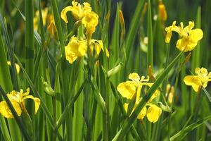 Bright yellow iris blooming on the pond with green background photo