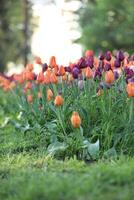 Spring field with pattern of beautiful tenderness color tulips photo