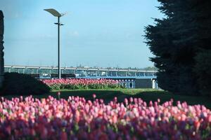 Spring field with pattern of beautiful tenderness color tulips photo