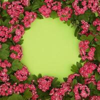 Green backgound with frame of Hawthorn flowers and copy space photo
