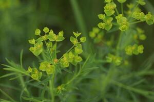 Green backgound with spurge euphorbia flowers photo