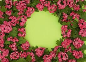 Green backgound with frame of Hawthorn flowers and copy space photo