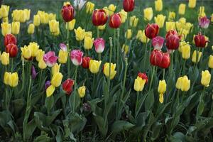Spring field with pattern of beautiful tenderness color tulips photo