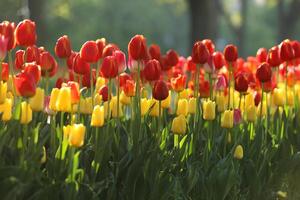 Spring field with pattern of beautiful tenderness color tulips photo