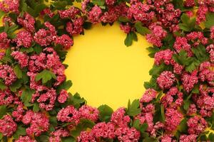Yellow backgound with frame of Hawthorn flowers and copy space photo