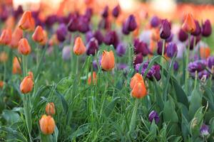 Spring field with pattern of beautiful tenderness color tulips photo