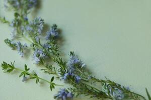 Light blue botanical frame on the light green background with copy space. Floral background photo