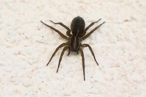 Big brown wolf spider on the wall. Macro photo of spider