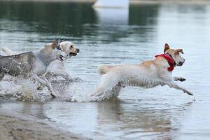 Dogs playing in the water. Husky with labrador retriever playing on the beach photo