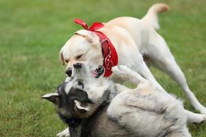 Dogs playing in the park. Husky with labrador retriever playing in the park photo