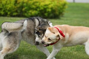 Dogs playing in the park. Husky with labrador retriever playing in the park photo