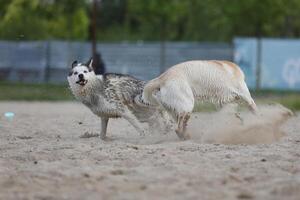 Dogs playing in the sand. Husky with labrador retriever playing on the beach photo