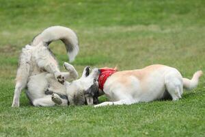 Dogs playing in the park. Husky with labrador retriever playing in the park photo