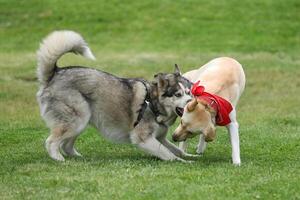 Dogs playing in the park. Husky with labrador retriever playing in the park photo