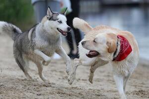 Dogs playing in the sand. Husky with labrador retriever playing on the beach photo