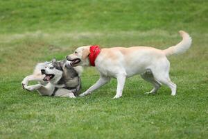 Dogs playing in the park. Husky with labrador retriever playing in the park photo
