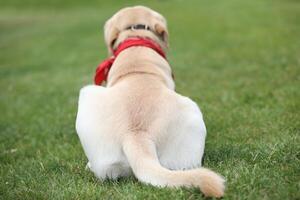 Cute labrador retriever in red bandana in the park photo
