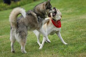 Dogs playing in the park. Husky with labrador retriever playing in the park photo
