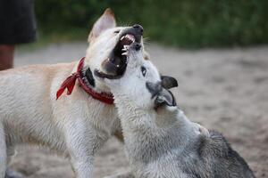 Dogs playing in the sand. Husky with labrador retriever playing on the beach photo